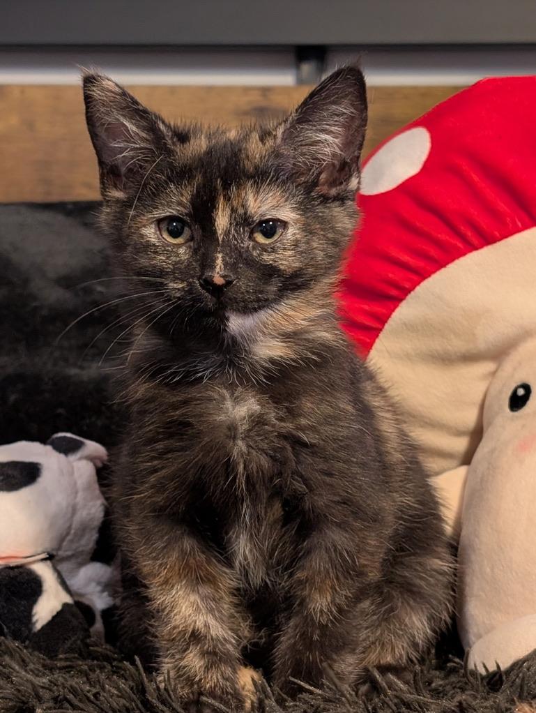 LULU
