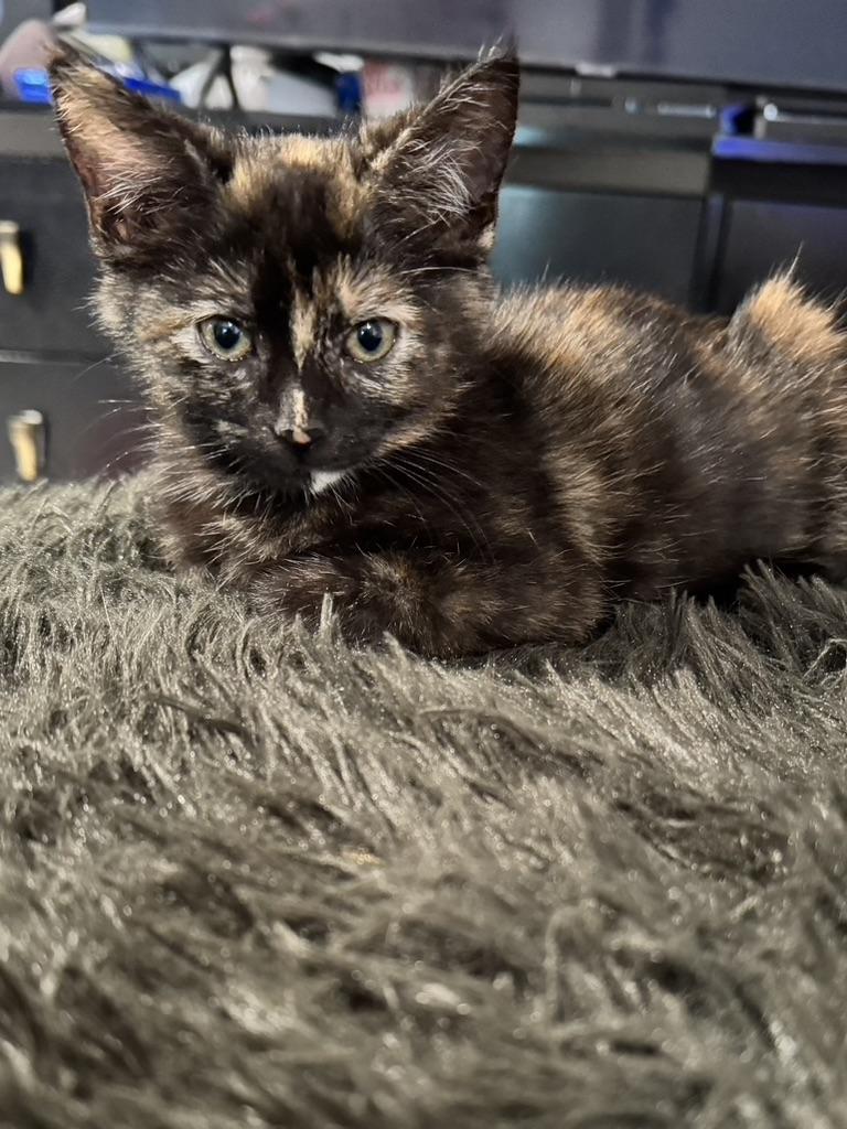 LULU 2