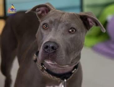 Enlarge LUCKY (FOSTER OR FOSTER TO ADOPT), a ADOPTABLE mixed breed in Hamilton, ON image 5/5