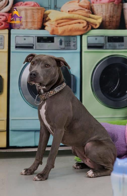 Enlarge LUCKY (FOSTER OR FOSTER TO ADOPT), a ADOPTABLE mixed breed in Hamilton, ON image 3/5