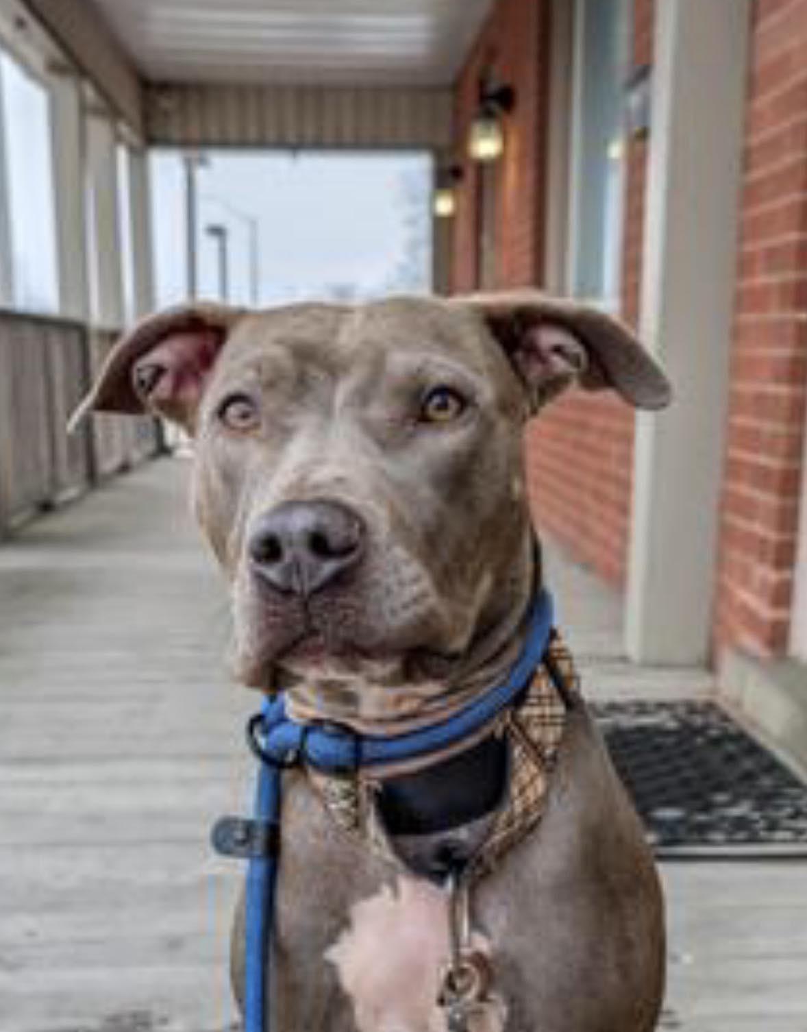 LUCKY (FOSTER OR FOSTER TO ADOPT), ADOPTABLE, Young Female American Bully.