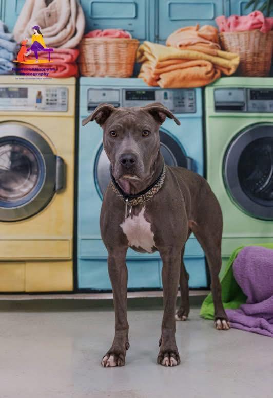 Enlarge LUCKY (FOSTER OR FOSTER TO ADOPT), a ADOPTABLE mixed breed in Hamilton, ON image 4/5