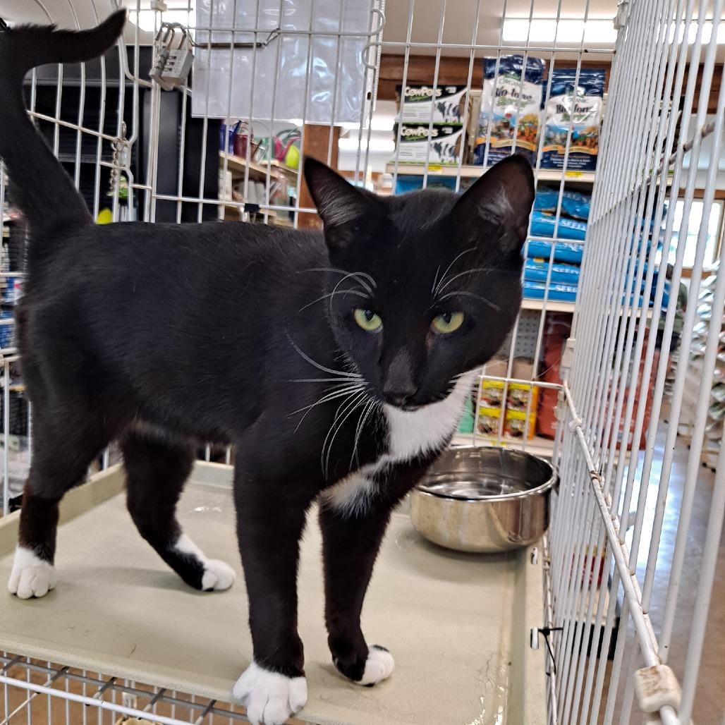 Enlarge 0526-05 Mischief, a Adoptable Domestic Short Hair in Abingdon, MD image 1/6