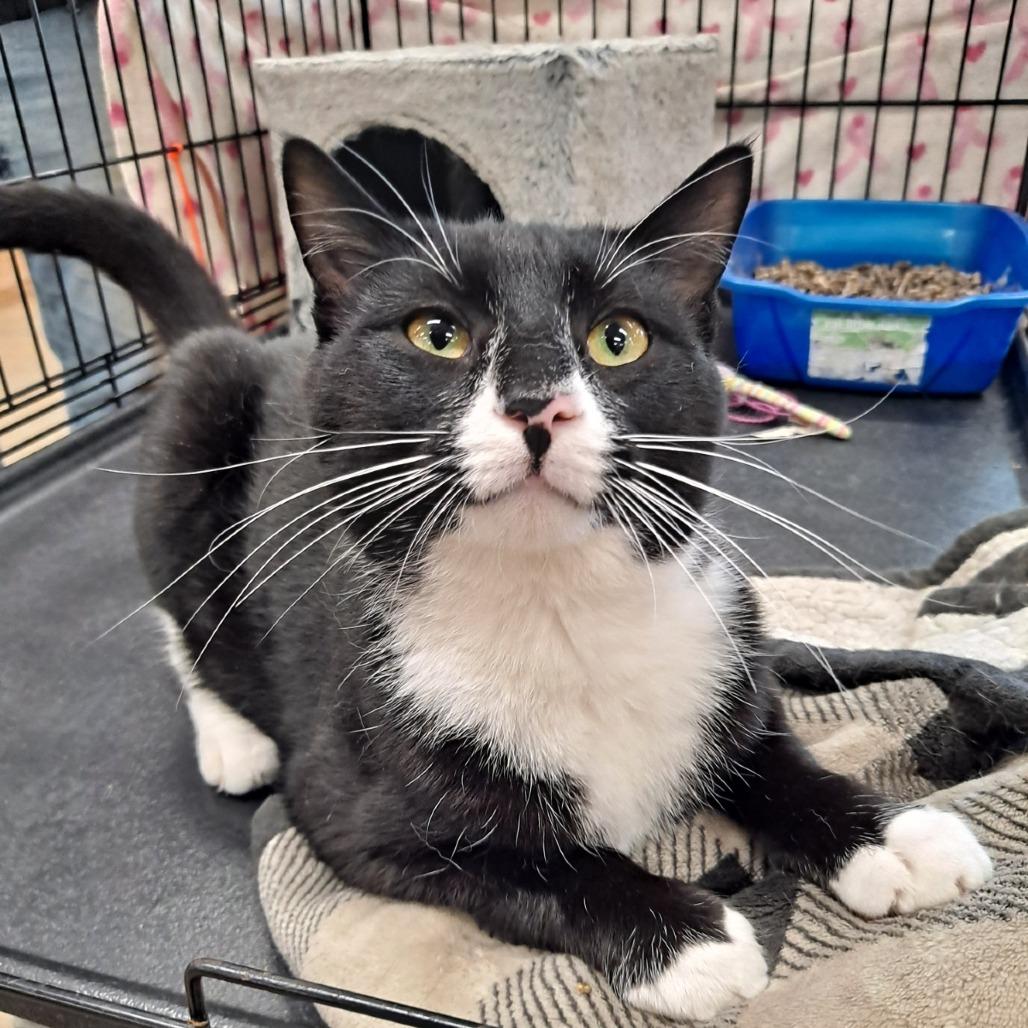 Enlarge 0526-05 Mischief, a Adoptable Domestic Short Hair in Abingdon, MD image 2/6