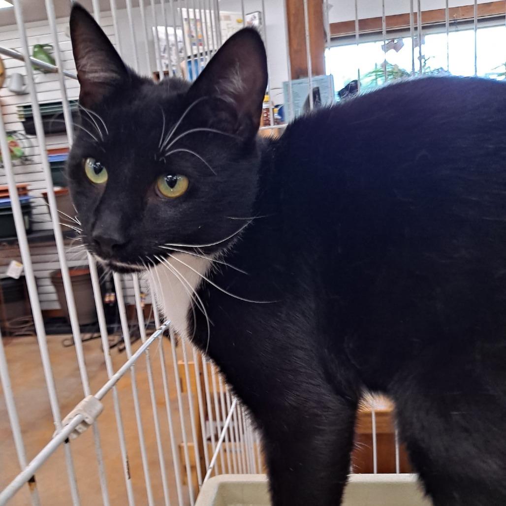 Enlarge 0526-05 Mischief, a Adoptable Domestic Short Hair in Abingdon, MD image 3/6