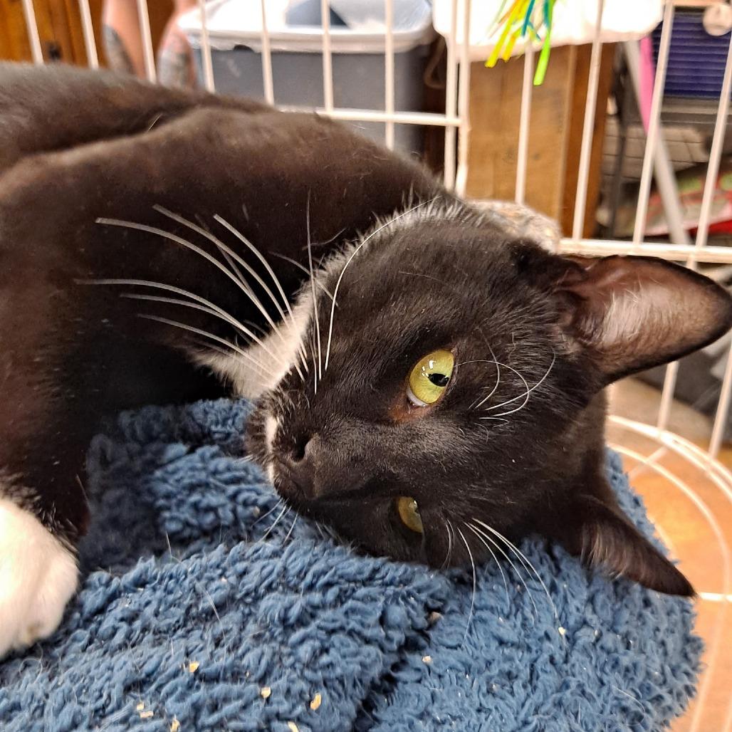 Enlarge 0526-05 Mischief, a Adoptable Domestic Short Hair in Abingdon, MD image 5/6