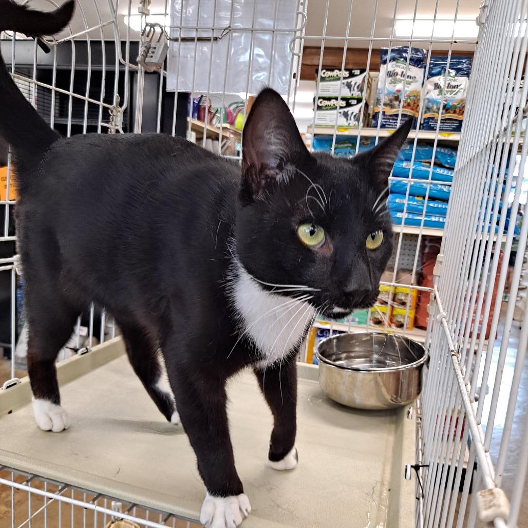 Enlarge 0526-05 Mischief, a Adoptable Domestic Short Hair in Abingdon, MD image 6/6
