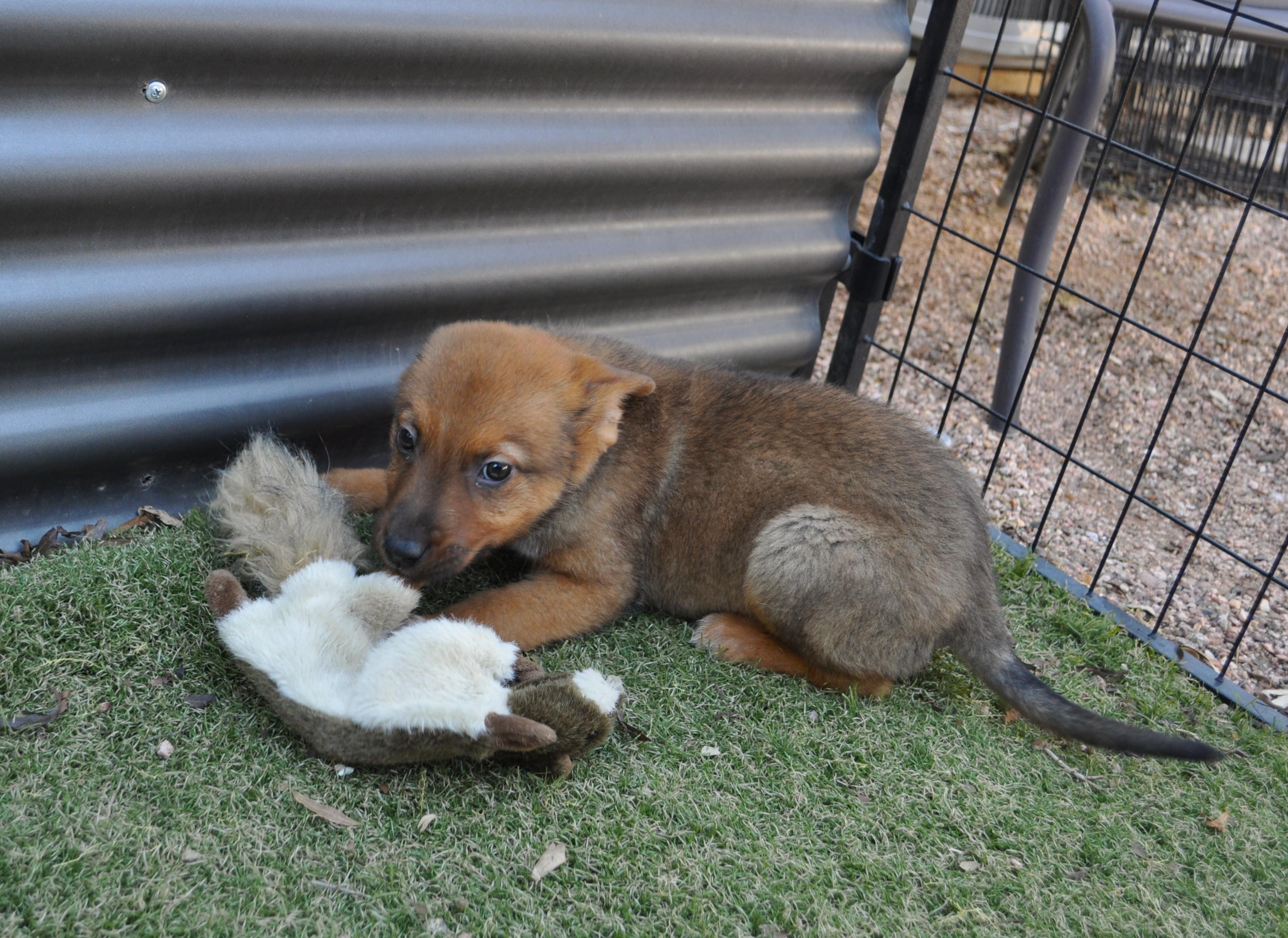Enlarge Lyric, a ADOPTABLE mixed breed in Apache Junction, AZ image 2/4