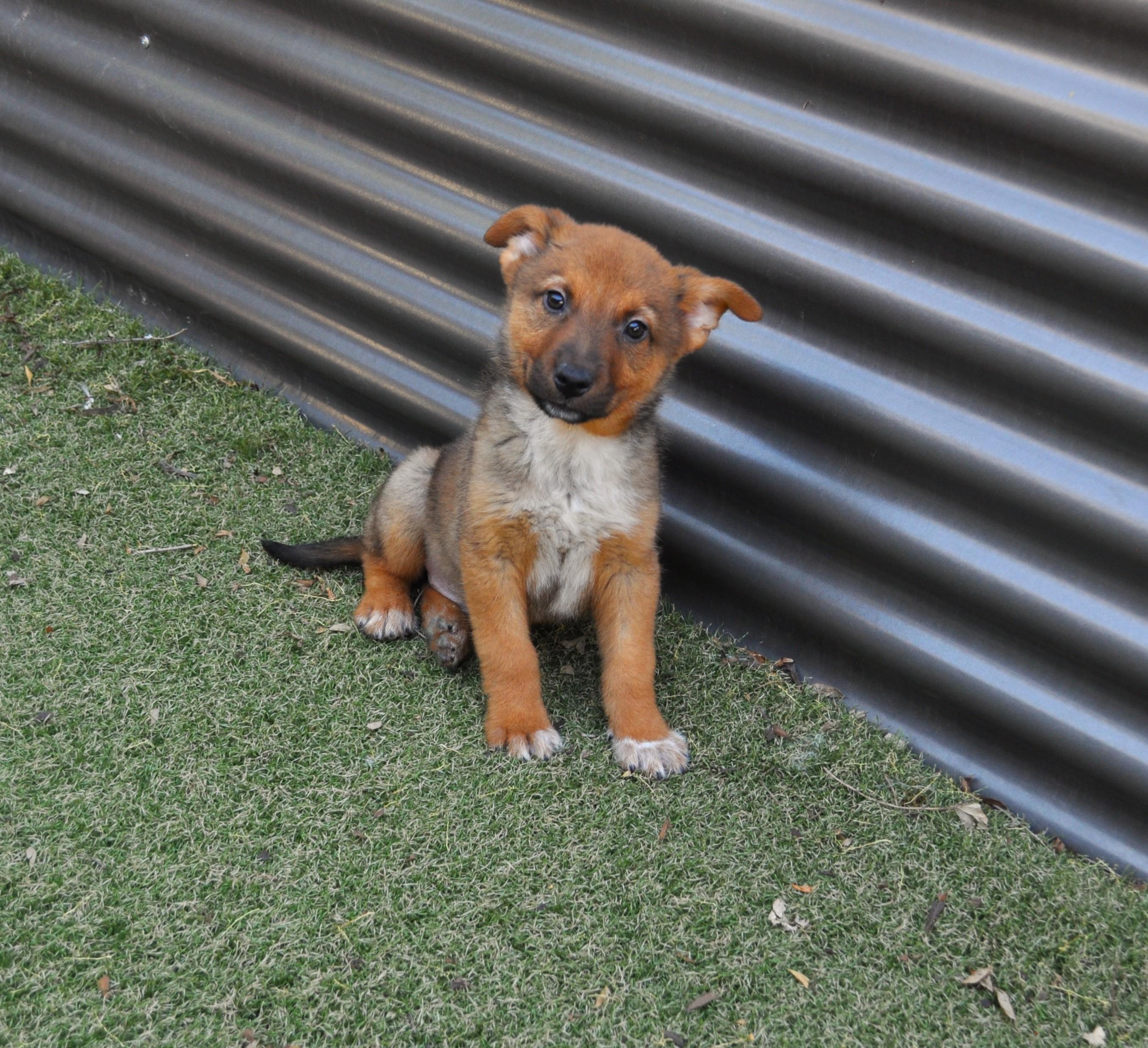 Lyric, ADOPTABLE, Puppy Male Australian Cattle Dog / Blue Heeler & Cattle Dog.