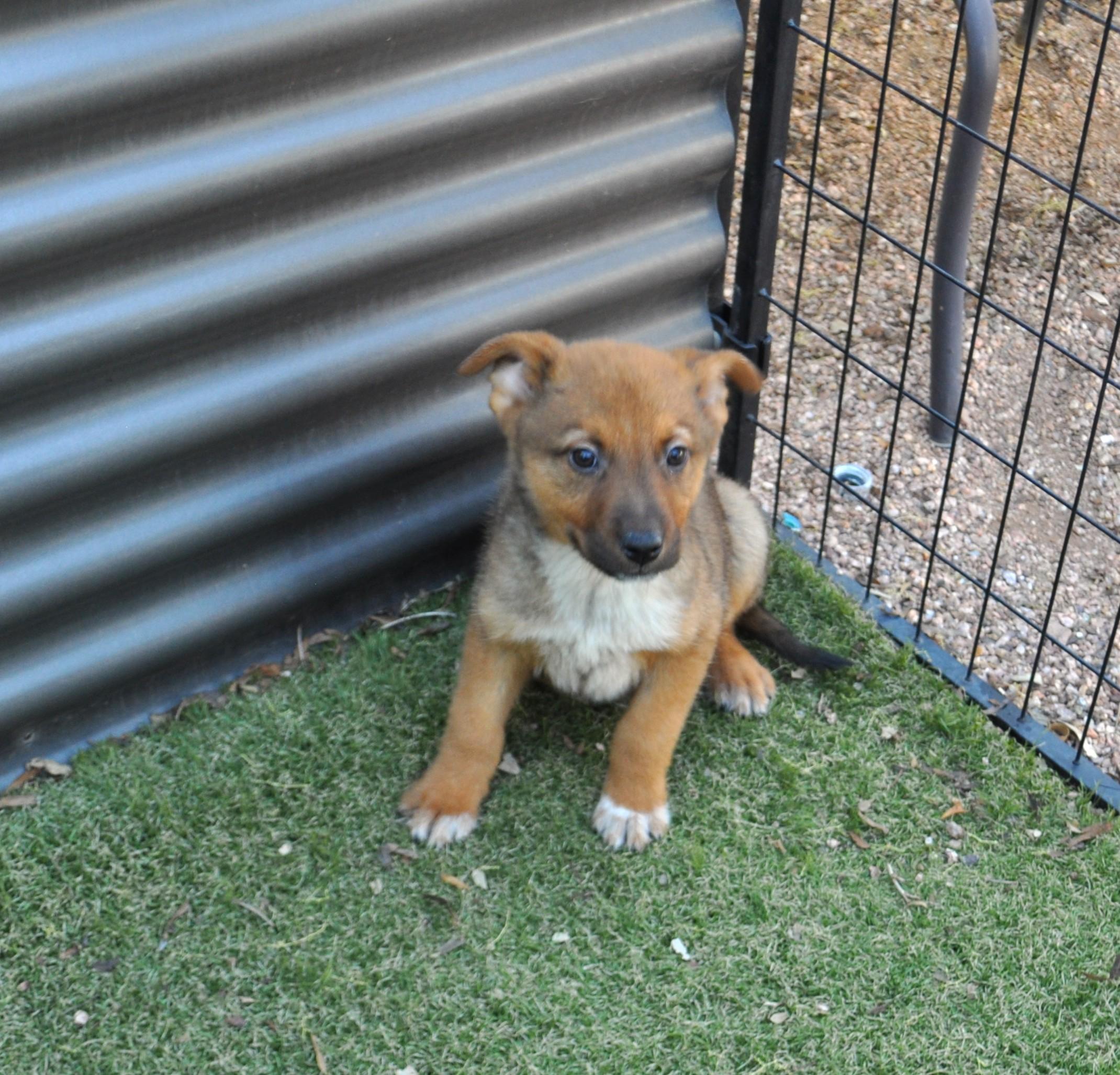 Enlarge Lyric, a ADOPTABLE mixed breed in Apache Junction, AZ image 4/4