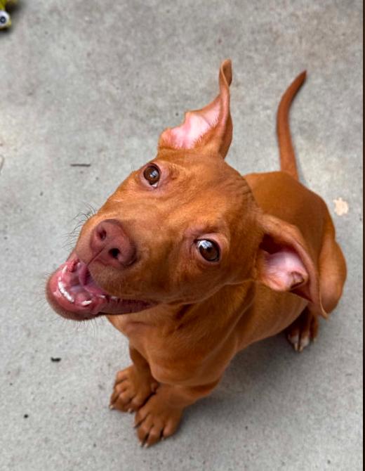 Enlarge Cinnamon Toast Crunch, an adopted mixed breed in Eutawville, SC image 2/6