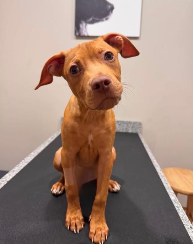 Cinnamon Toast Crunch, adopted, Puppy Male Mixed Breed.