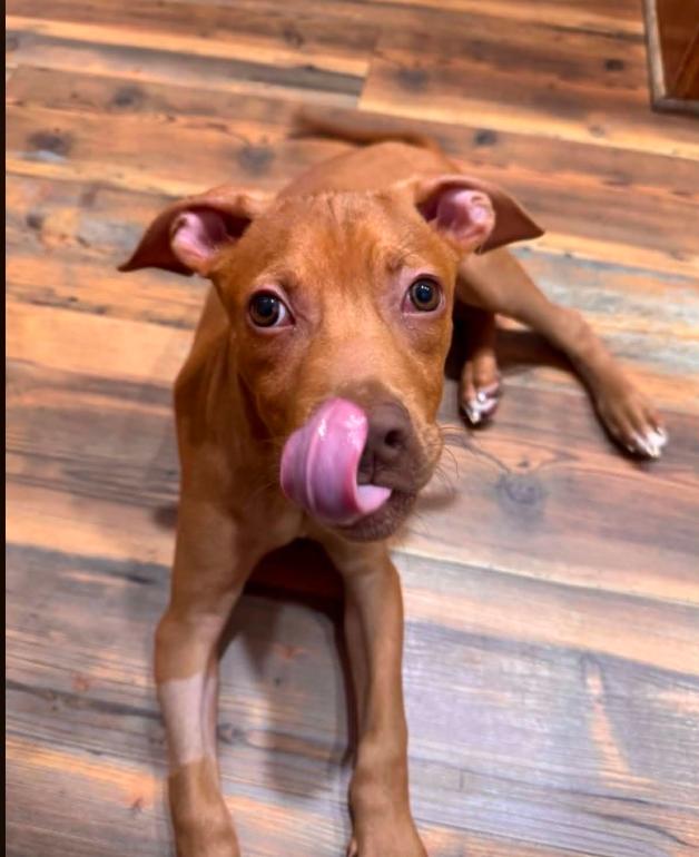 Enlarge Cinnamon Toast Crunch, an adopted mixed breed in Eutawville, SC image 6/6