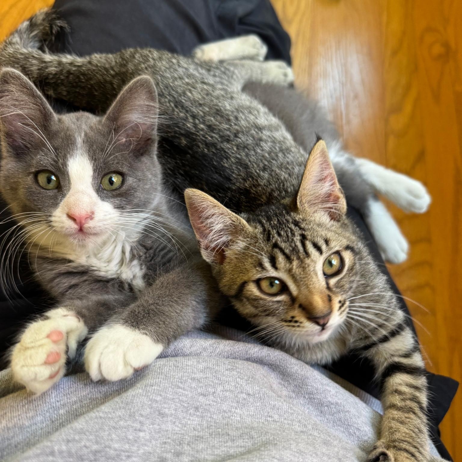 Sorscha & Mildred, Adoptable, Kitten Female Domestic Medium Hair.