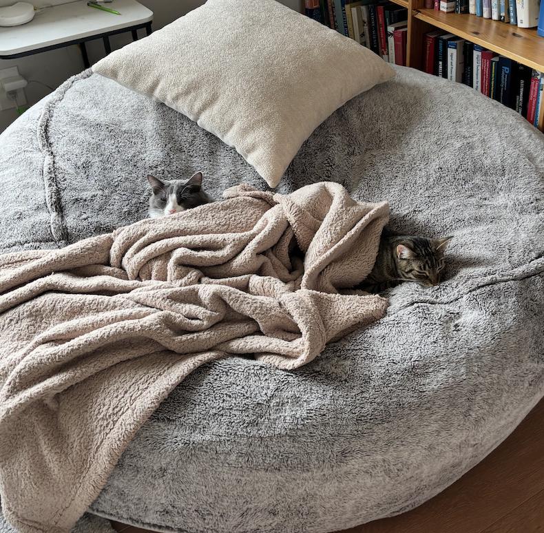 Enlarge Sorscha & Mildred, a Adoptable mixed breed in Emeryville, CA image 6/6