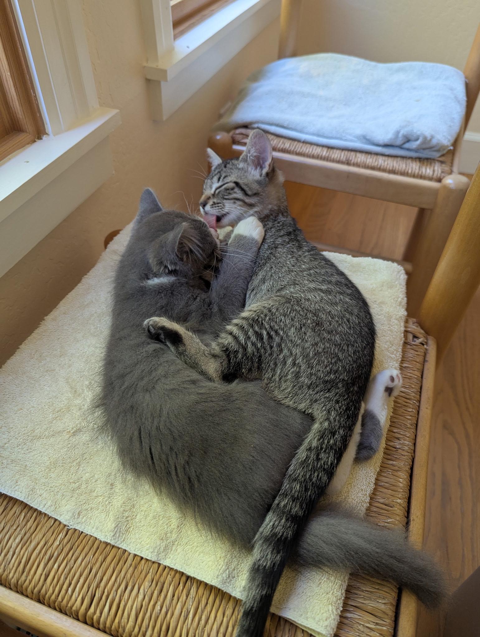 Sorscha & Mildred, a Adoptable mixed breed in Emeryville, CA image 5/5