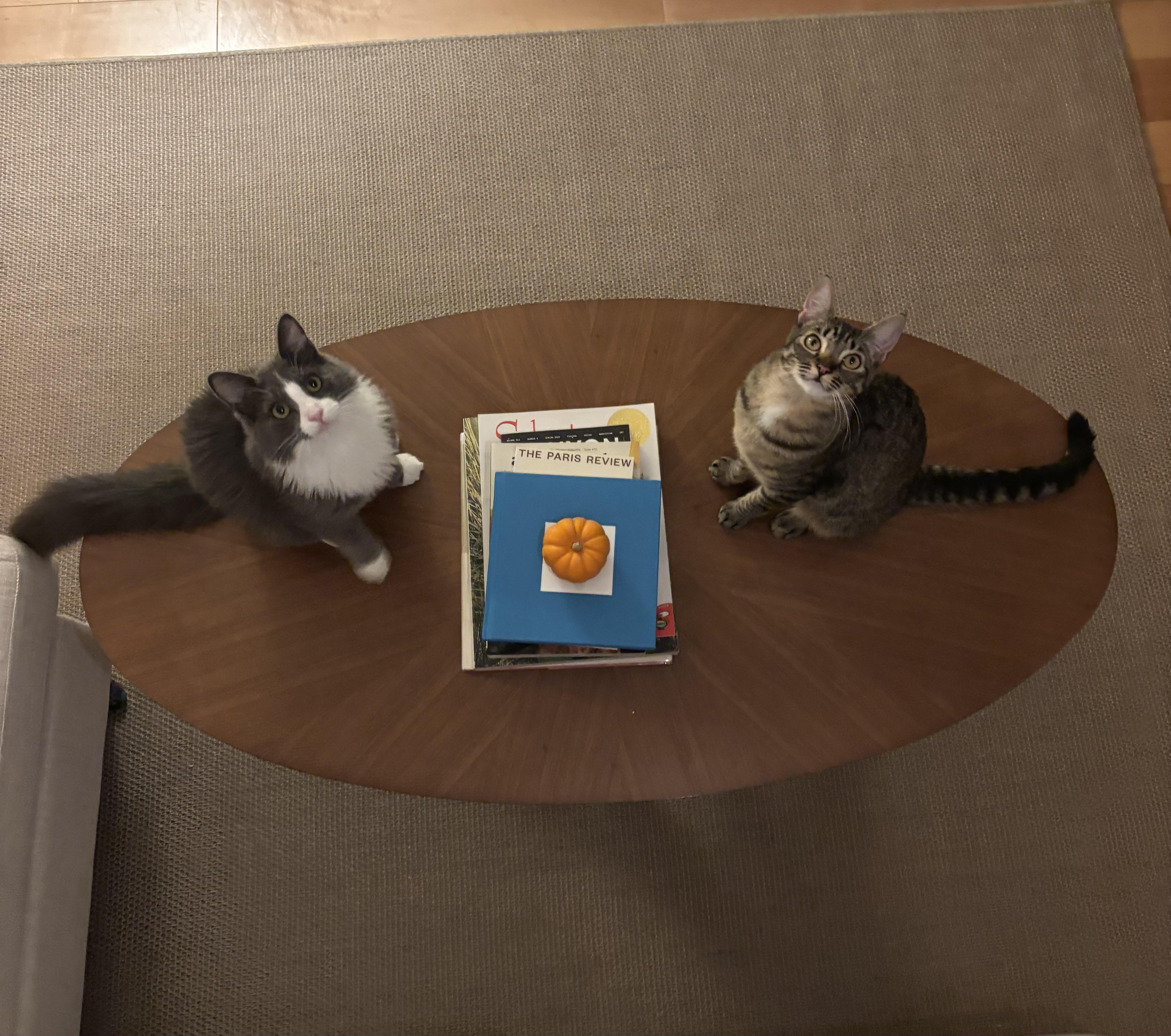 Enlarge Sorscha & Mildred, a Adoptable mixed breed in Emeryville, CA image 2/6