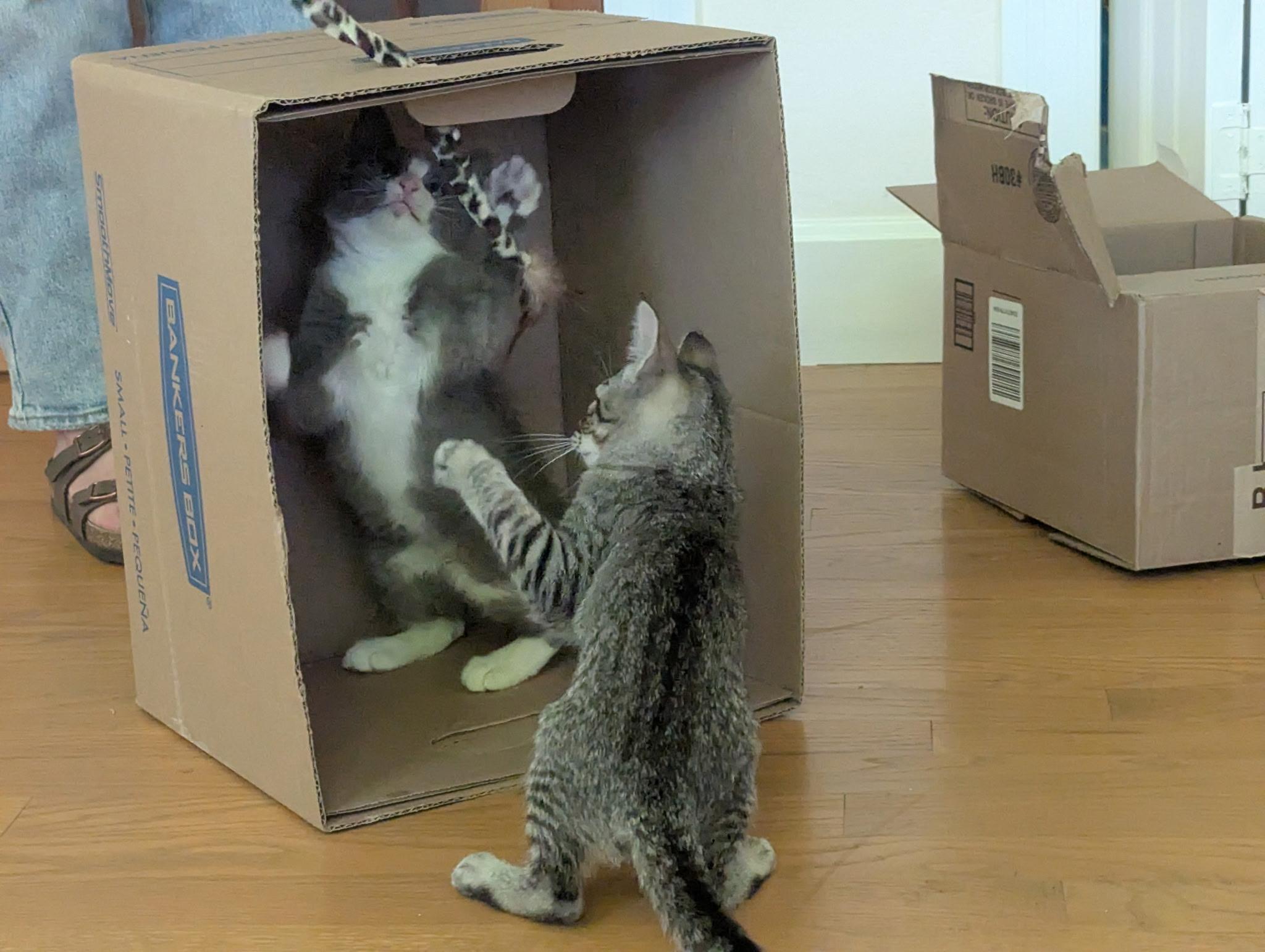 Sorscha & Mildred, a Adoptable mixed breed in Emeryville, CA image 3/5