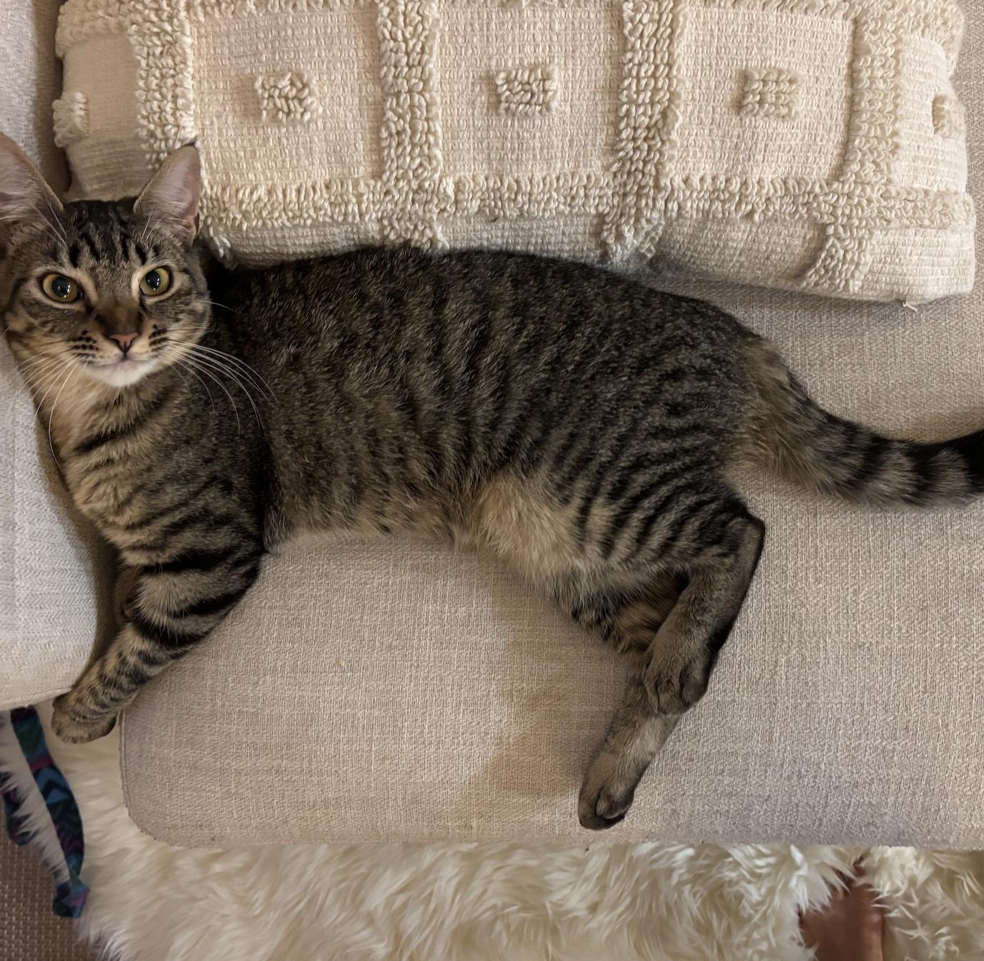 Enlarge Sorscha & Mildred, a Adoptable mixed breed in Emeryville, CA image 3/6