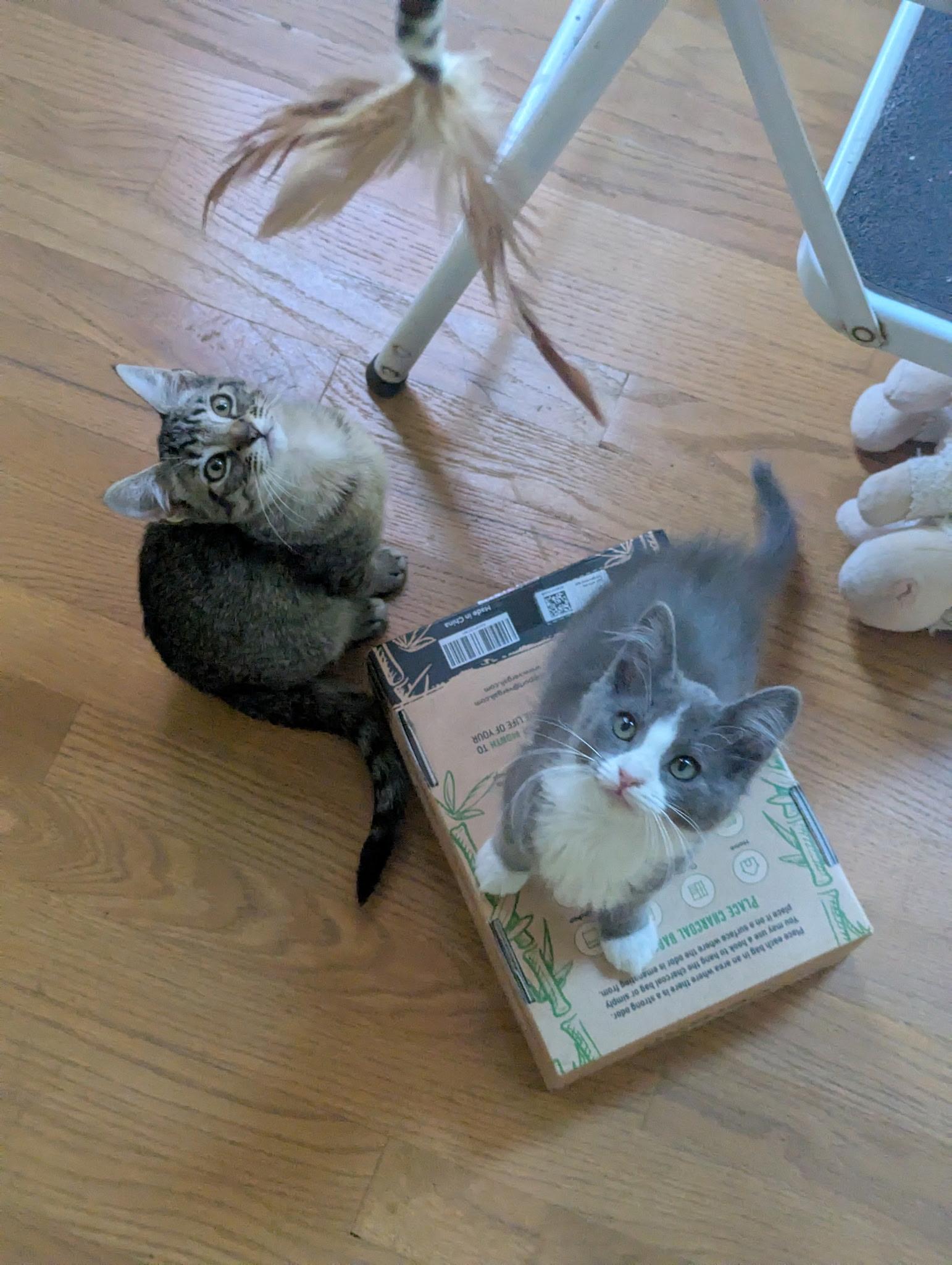 Sorscha & Mildred, a Adoptable mixed breed in Emeryville, CA image 2/5