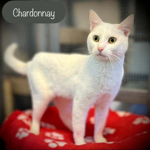 Chardonnay, a Adoptable Domestic Short Hair in Chalfont, PA image 4/4