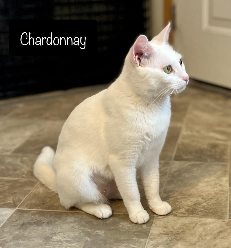 Chardonnay, a Adoptable Domestic Short Hair in Chalfont, PA image 1/4