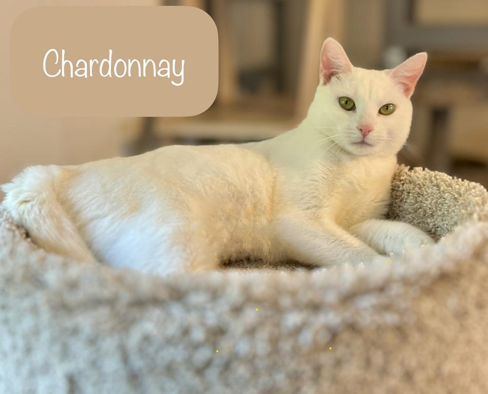 Chardonnay, Adoptable, Adult Female Domestic Short Hair.