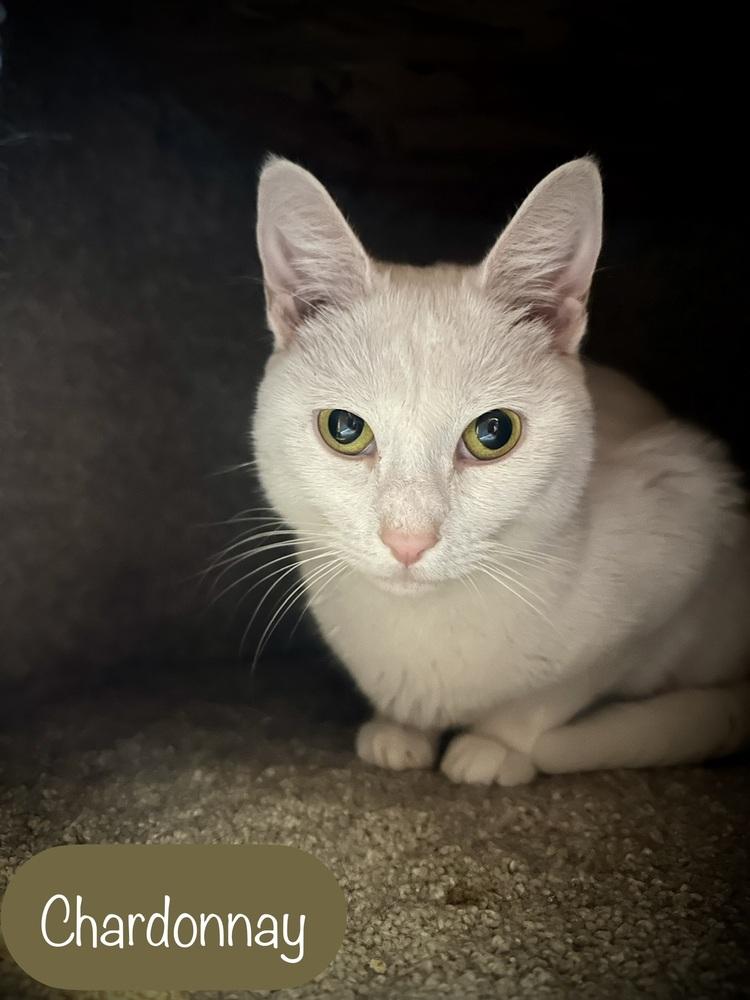 Chardonnay, a Adoptable Domestic Short Hair in Chalfont, PA image 3/4