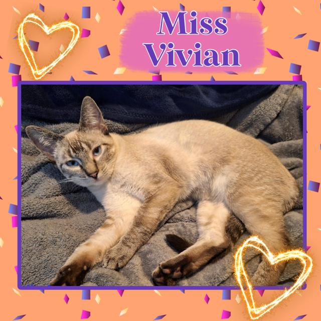 Vivian, adopted, Adult Female Domestic Short Hair.