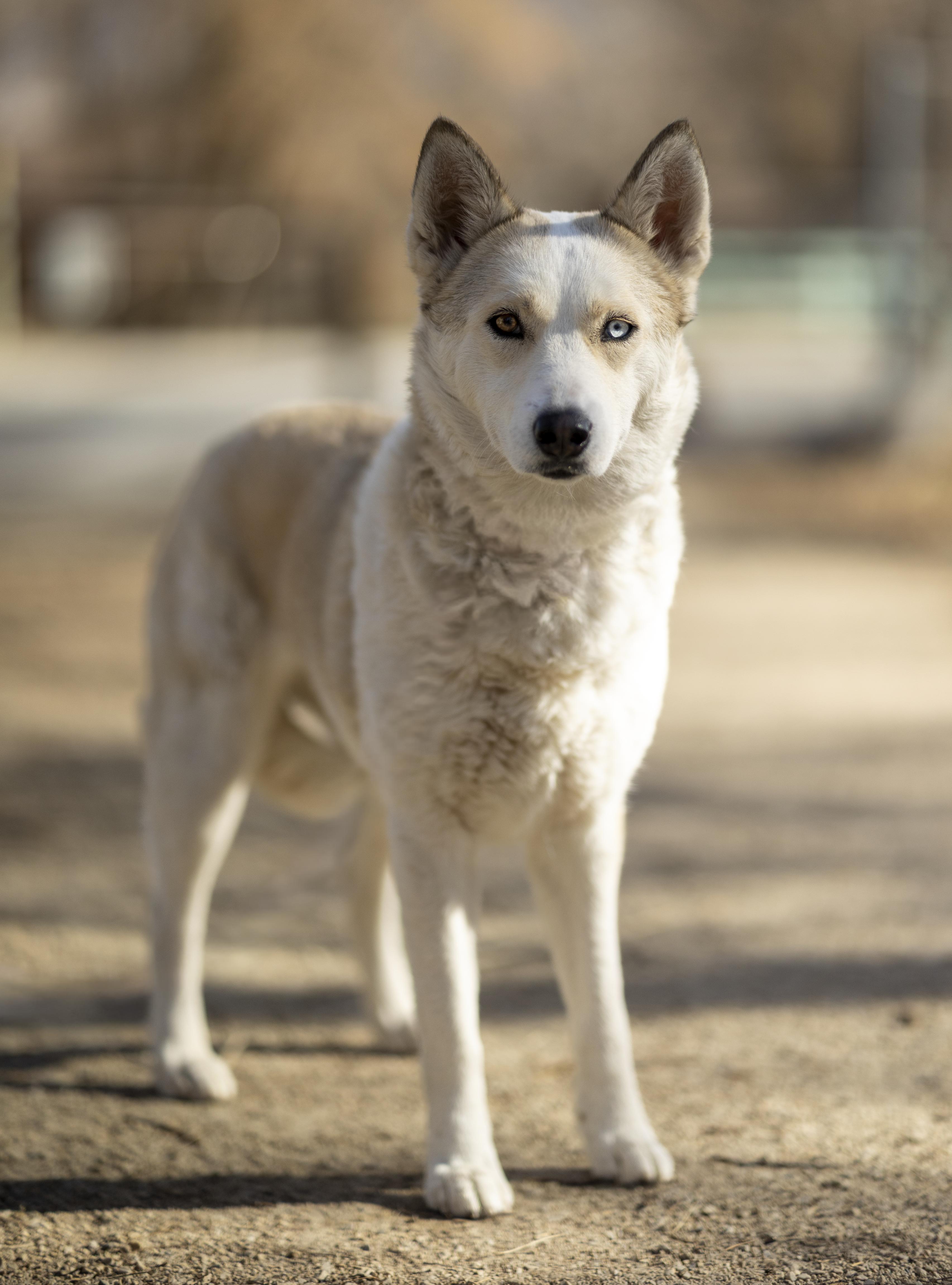 Mama Spice, Adoptable, Adult Female Siberian Husky.