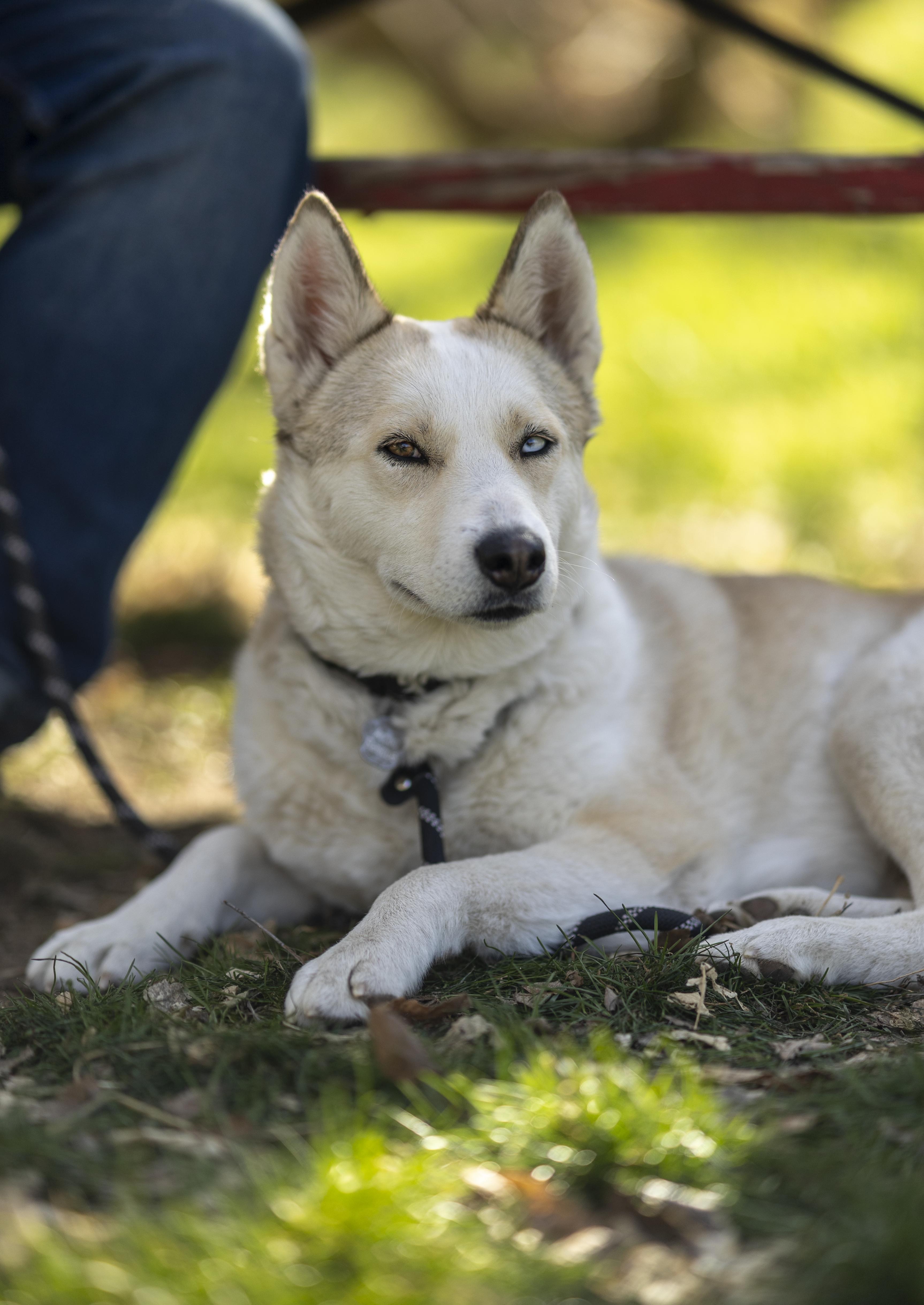 Enlarge Mama Spice, a Adoptable mixed breed in Cottonwood Heights, UT image 2/6