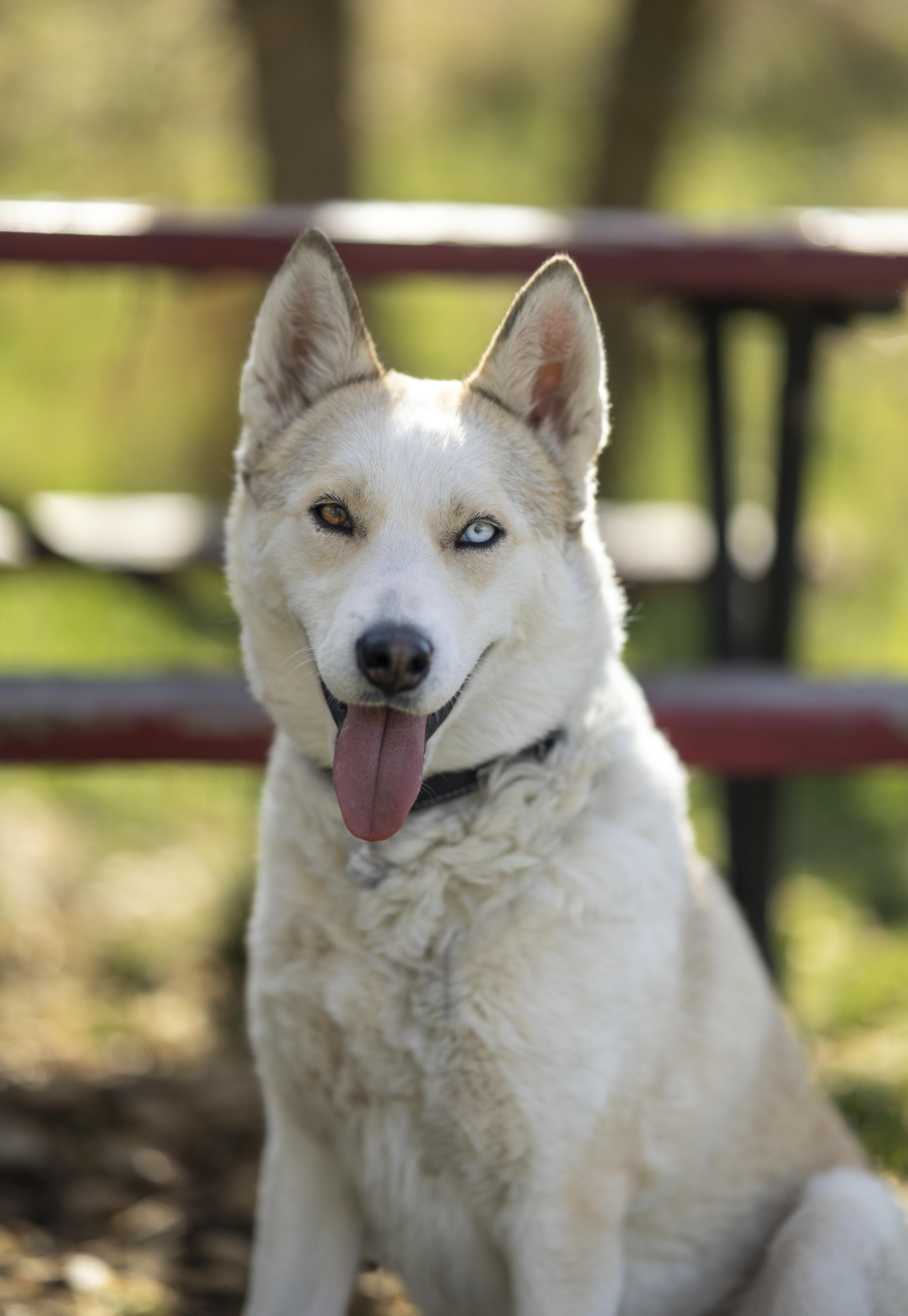 Enlarge Mama Spice, a Adoptable mixed breed in Cottonwood Heights, UT image 3/6