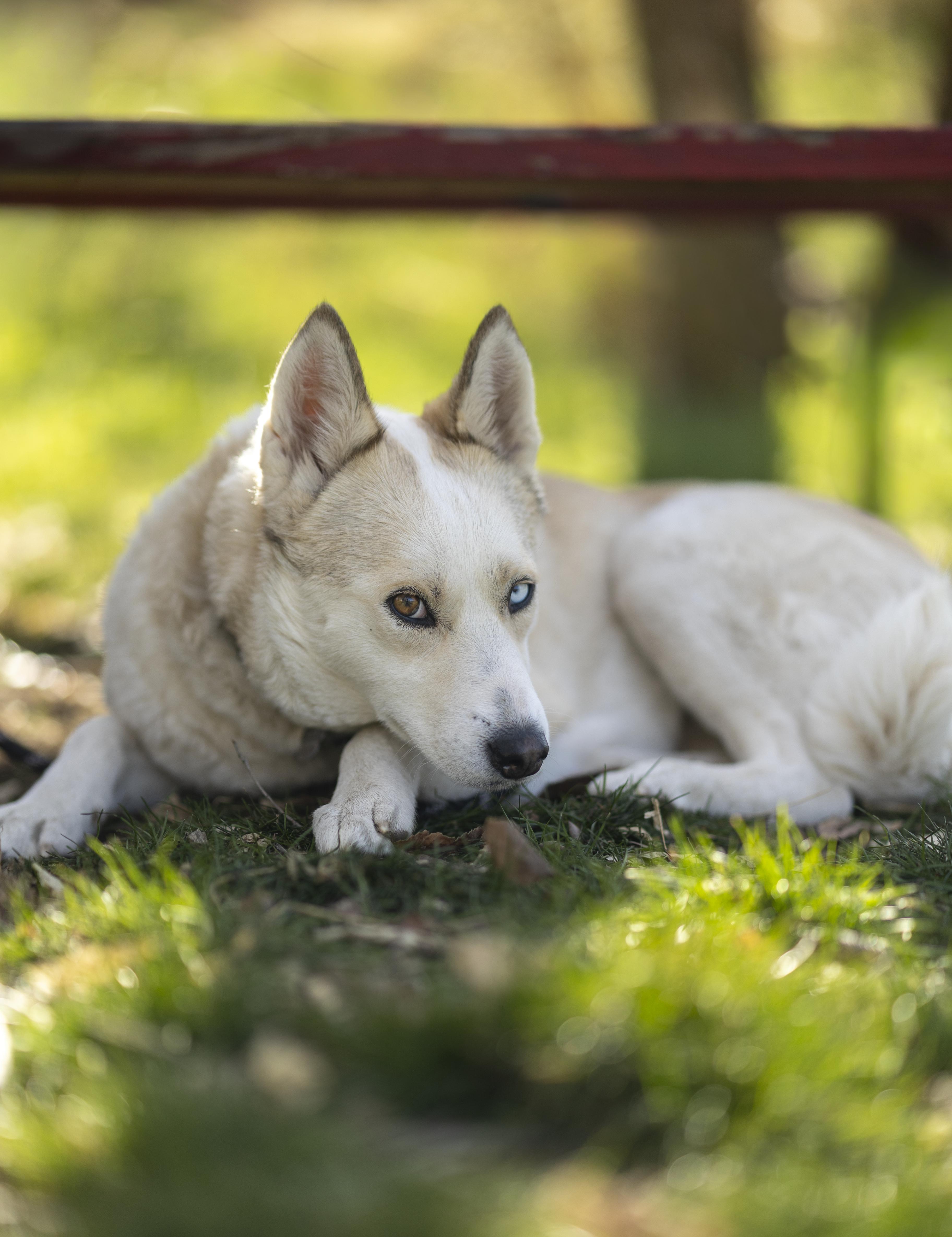 Enlarge Mama Spice, a Adoptable mixed breed in Cottonwood Heights, UT image 4/6