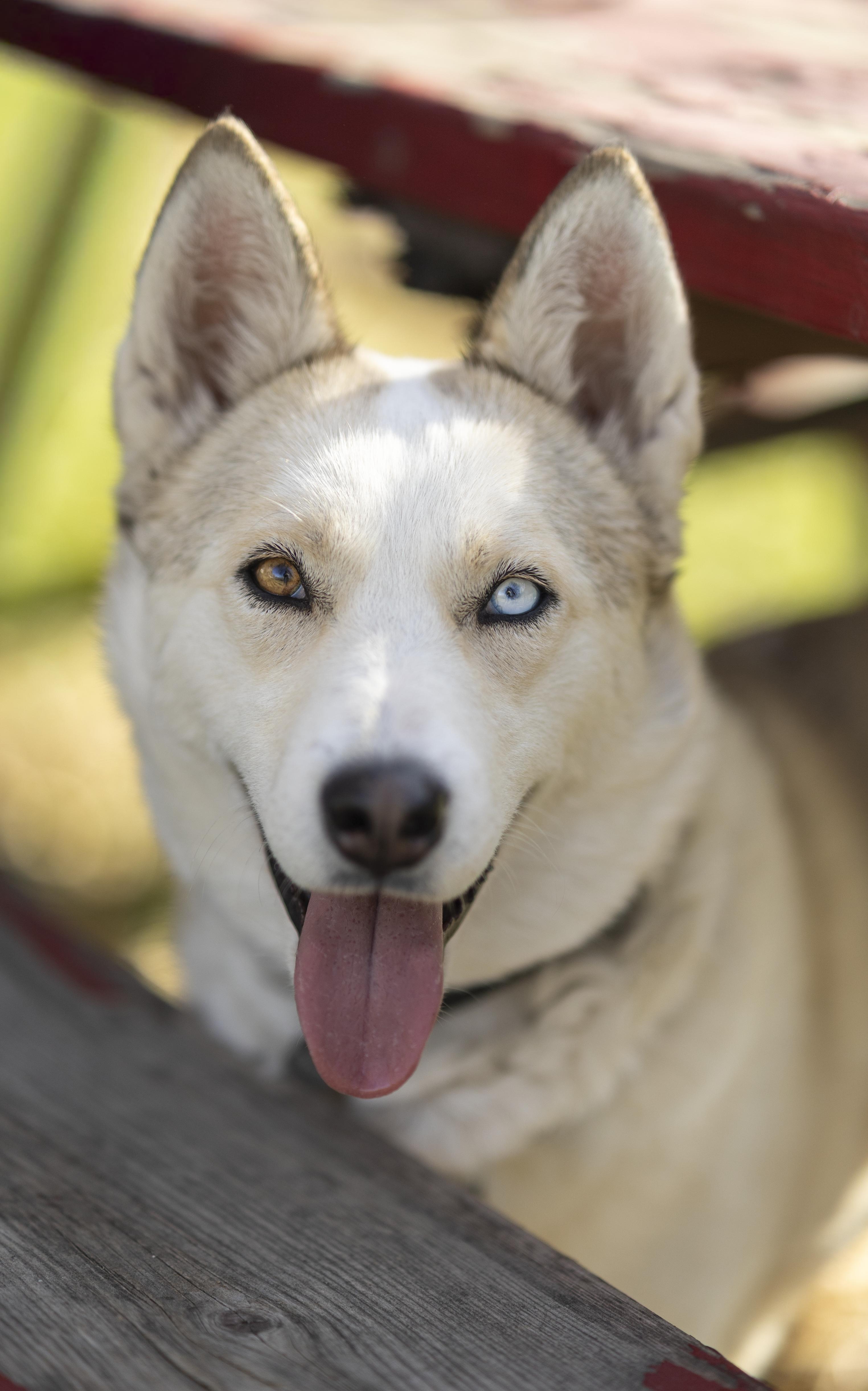 Enlarge Mama Spice, a Adoptable mixed breed in Cottonwood Heights, UT image 5/6