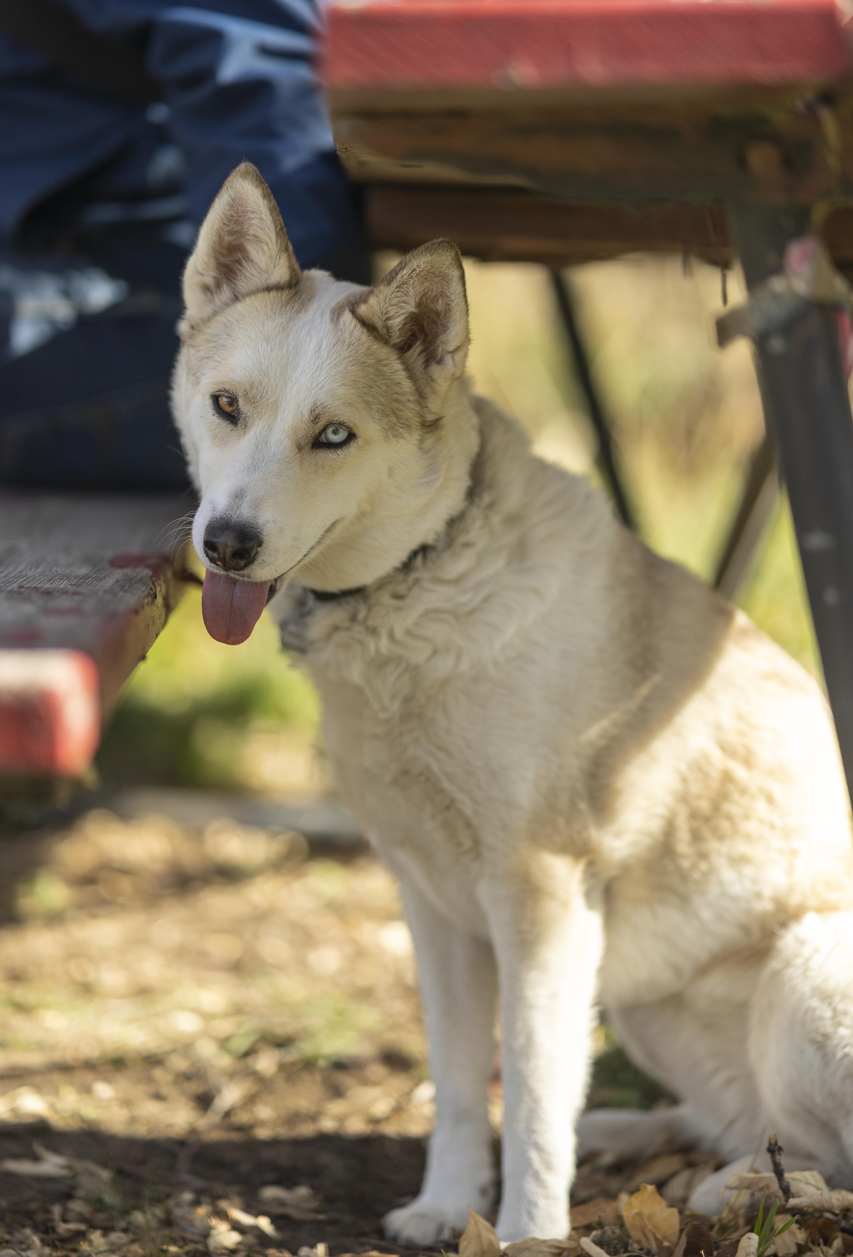 Enlarge Mama Spice, a Adoptable mixed breed in Cottonwood Heights, UT image 6/6
