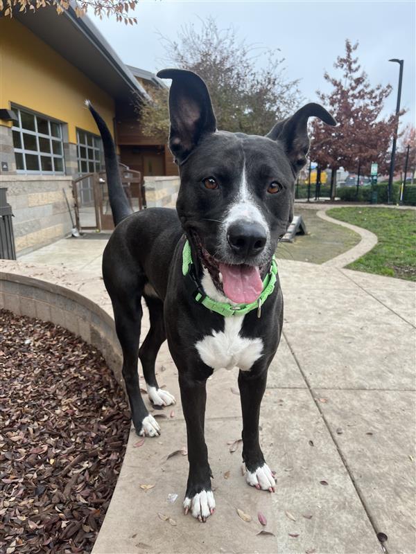 Gardevoir, Adoptable, Adult Female Pit Bull Terrier.