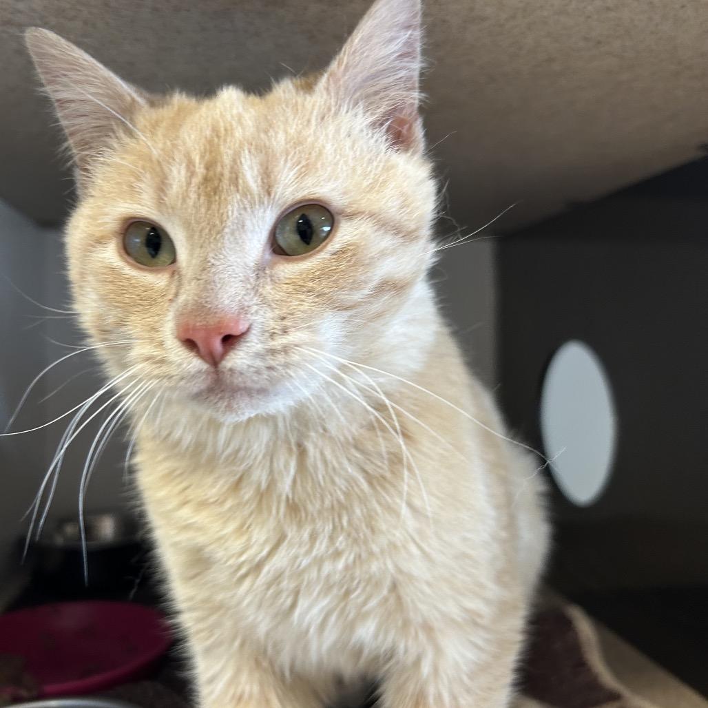 Parker, Adoptable, Young Male Domestic Short Hair.