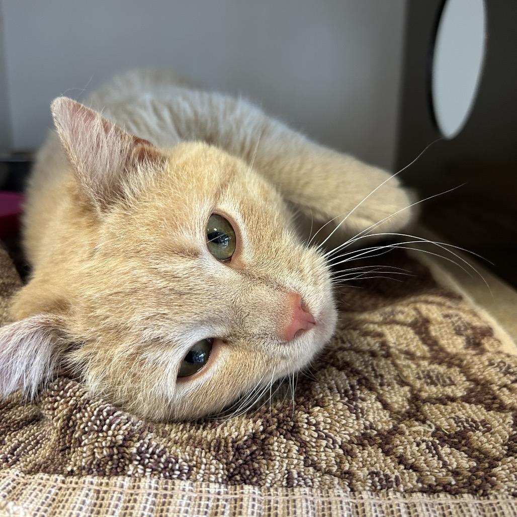 Enlarge Parker, a Adoptable Domestic Short Hair in Park City, UT image 2/6