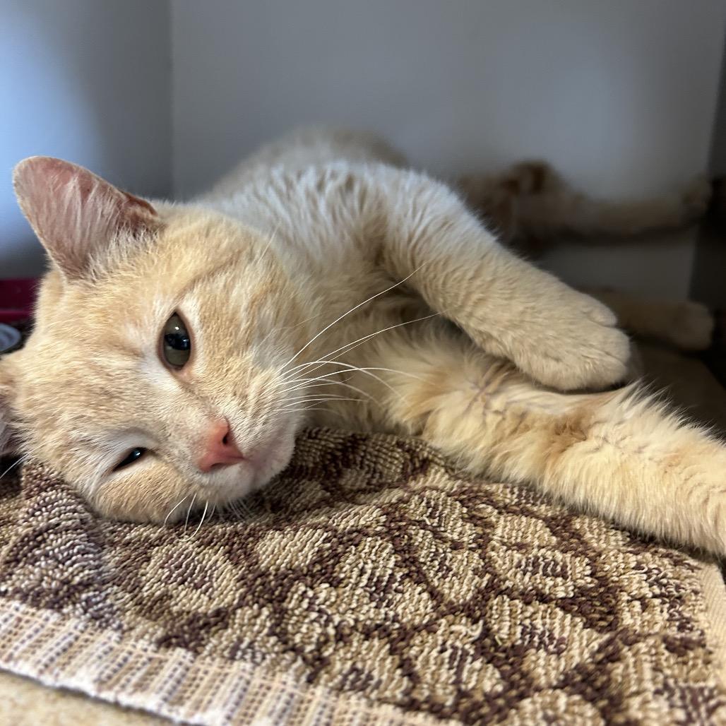 Enlarge Parker, a Adoptable Domestic Short Hair in Park City, UT image 3/6