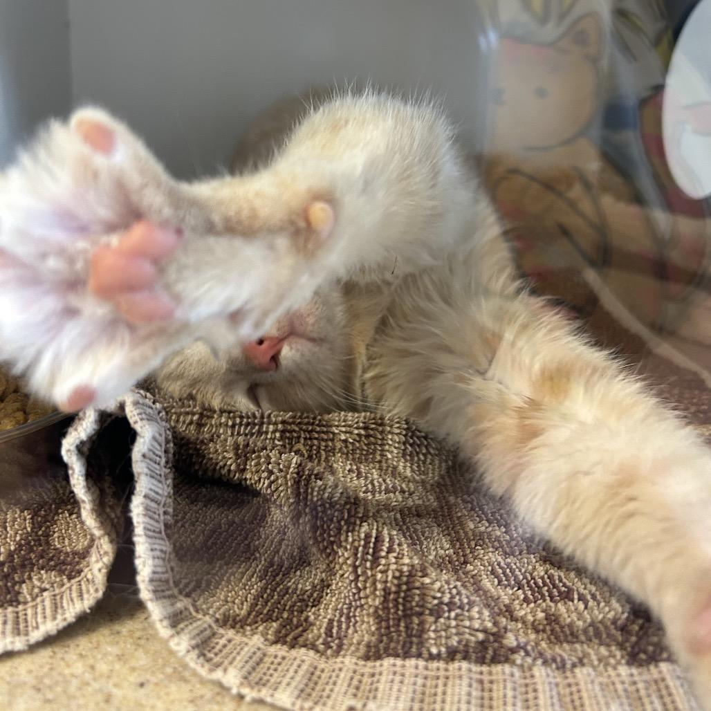 Enlarge Parker, a Adoptable Domestic Short Hair in Park City, UT image 4/6