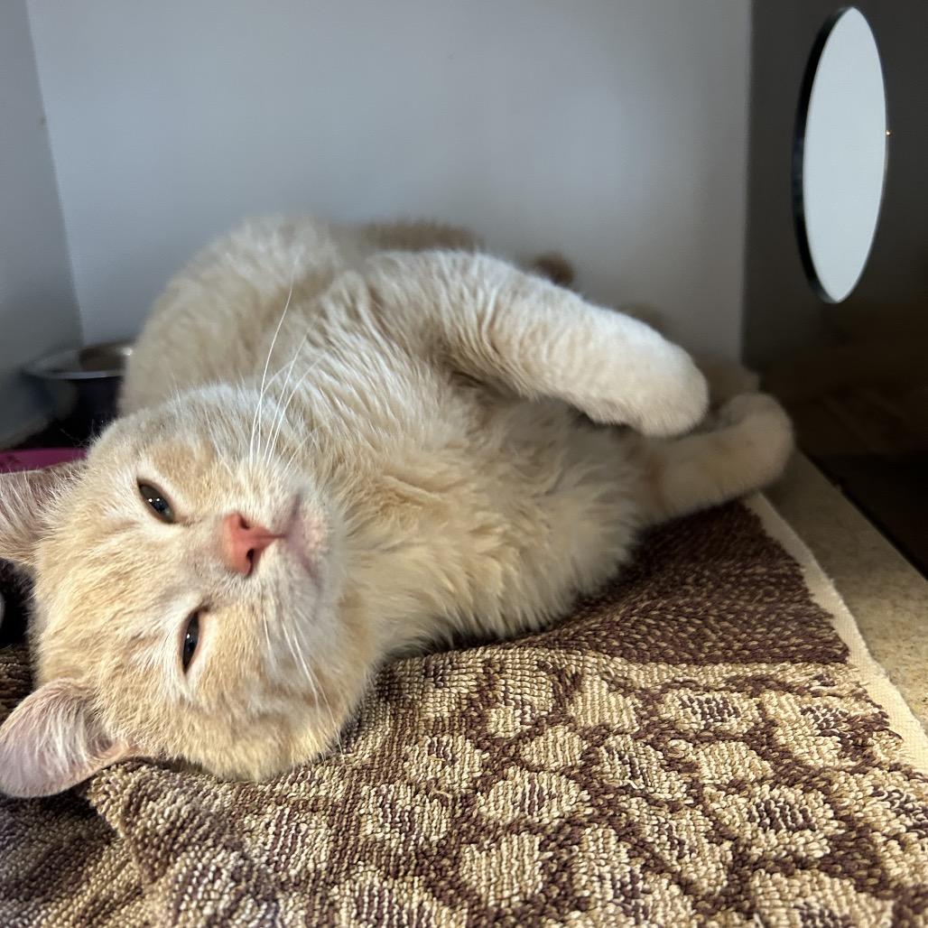 Enlarge Parker, a Adoptable Domestic Short Hair in Park City, UT image 5/6