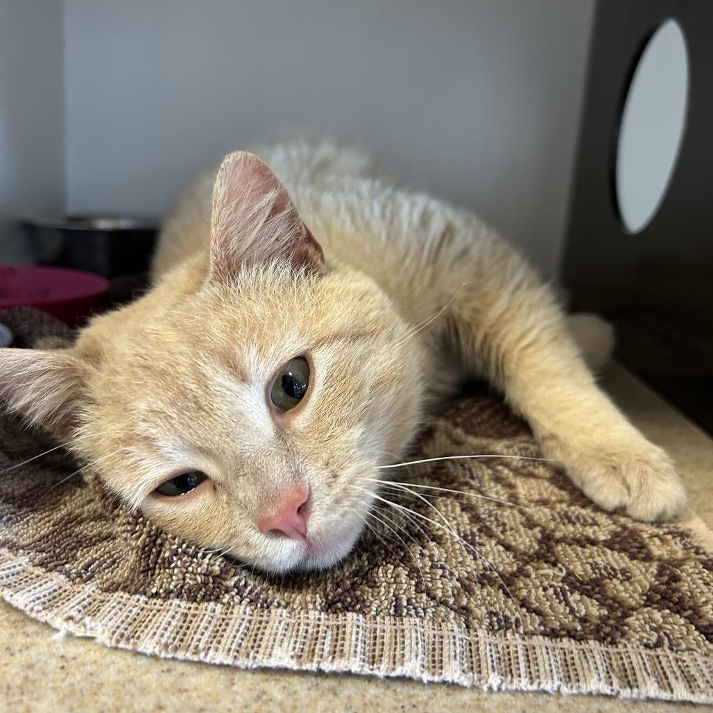 Enlarge Parker, a Adoptable Domestic Short Hair in Park City, UT image 6/6