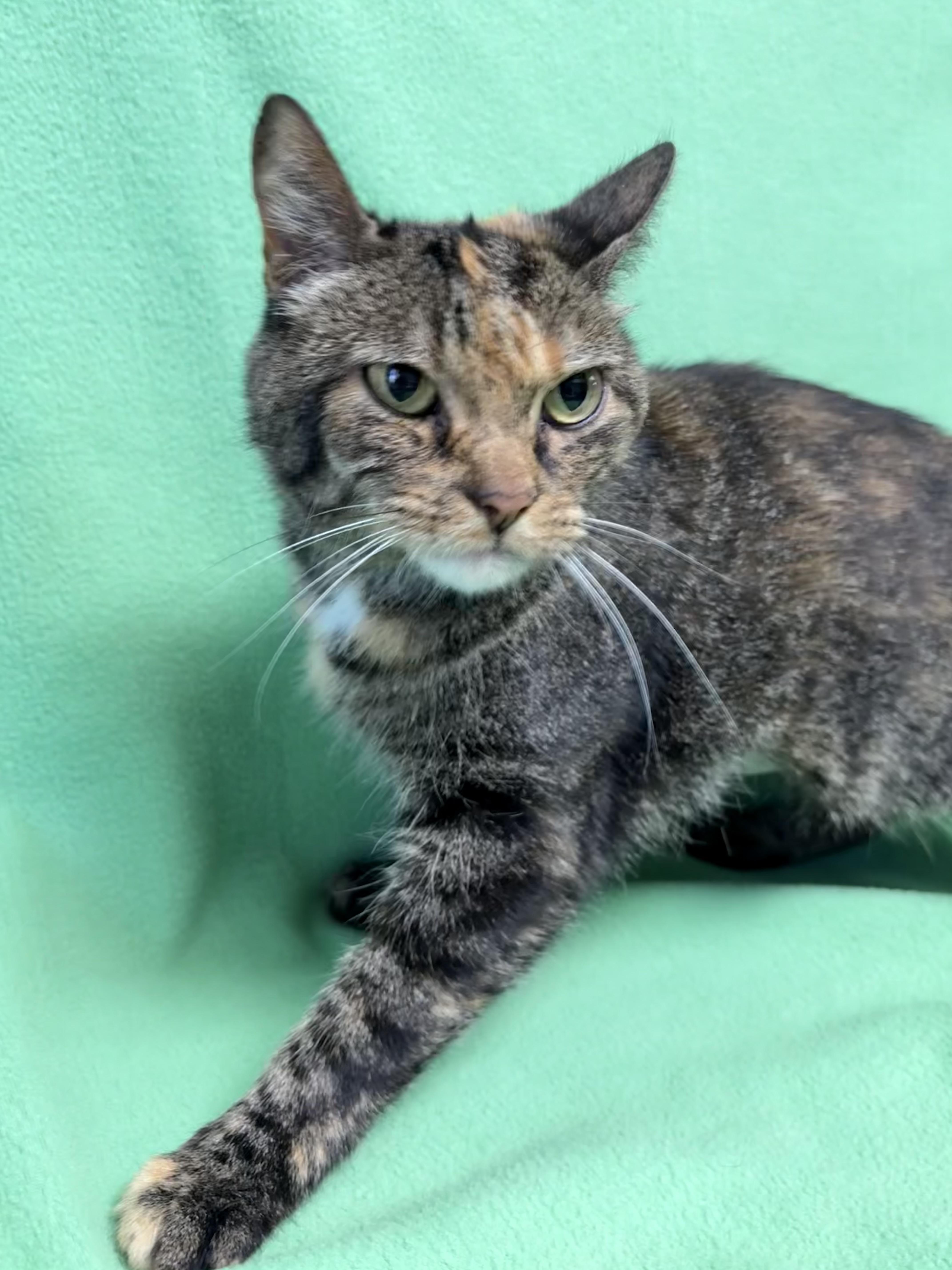 Enlarge Bree, an adopted Domestic Short Hair in Valdosta, GA image 2/4