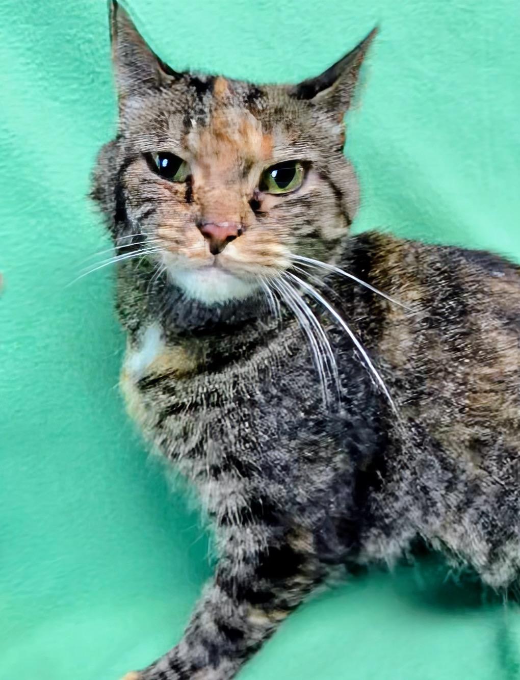 Enlarge Bree, an adopted Domestic Short Hair in Valdosta, GA image 3/4