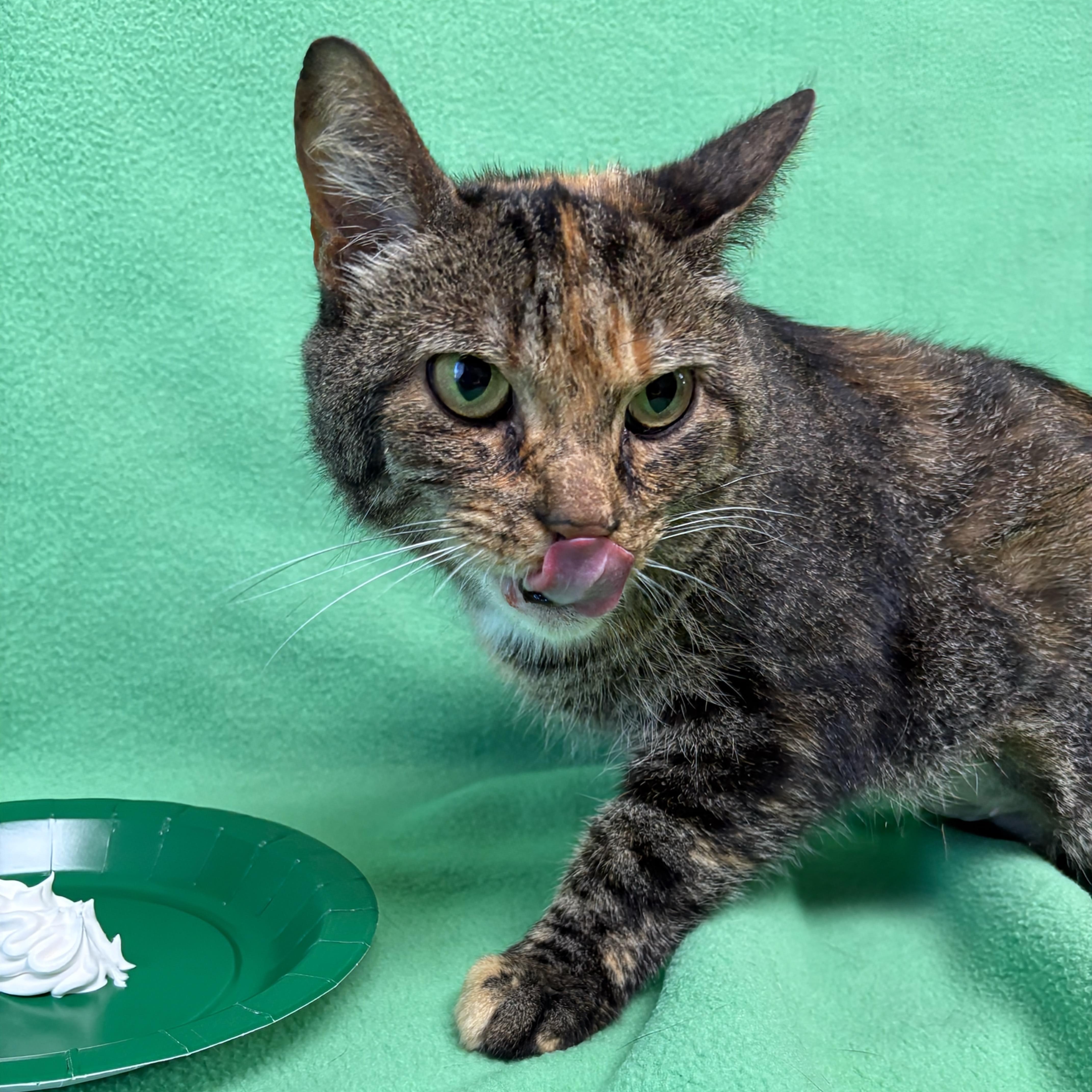 Enlarge Bree, an adopted Domestic Short Hair in Valdosta, GA image 4/4