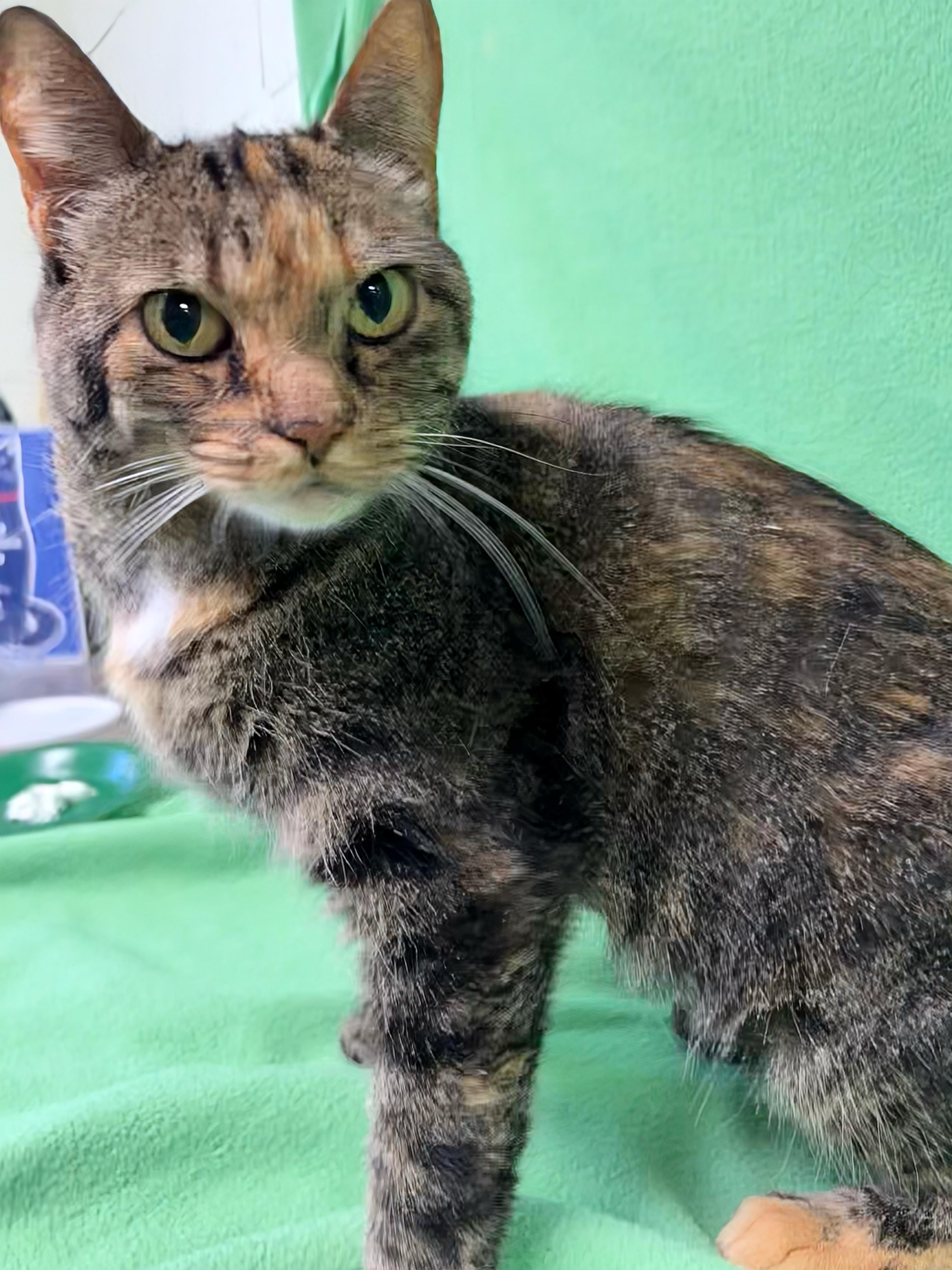 Enlarge Bree, an adopted Domestic Short Hair in Valdosta, GA image 1/4