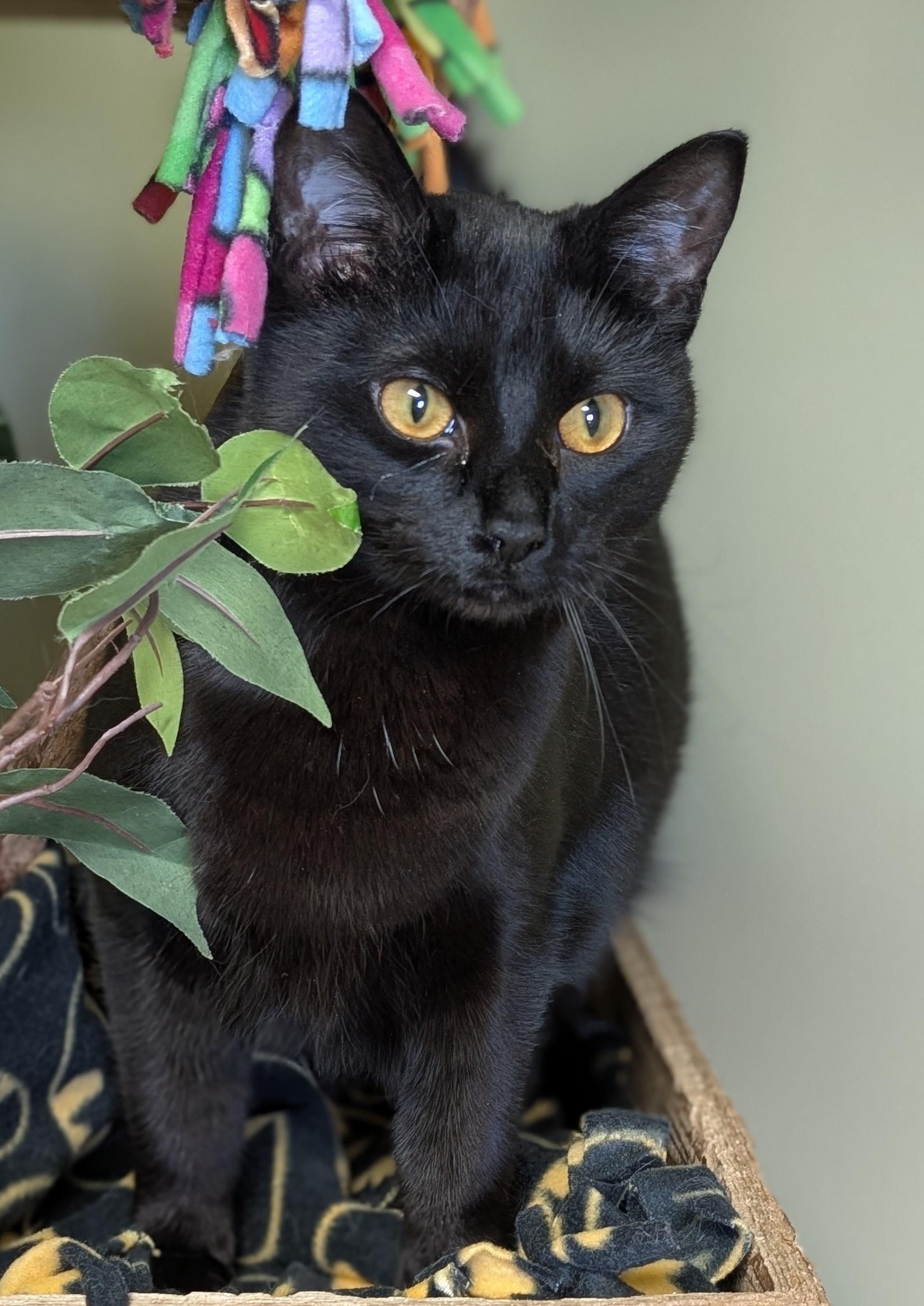 Enlarge Mary, a Adoptable Domestic Short Hair in Hastings, NE image 2/4