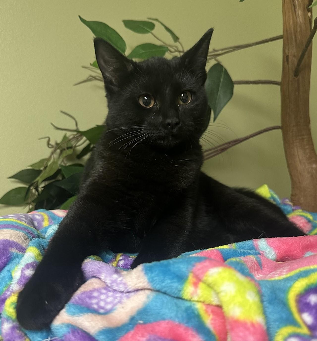 Mary, Adoptable, Kitten Female Domestic Short Hair.