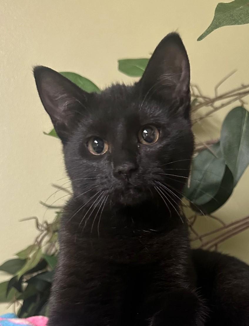 Mary, a Adoptable Domestic Short Hair in Hastings, NE image 2/3