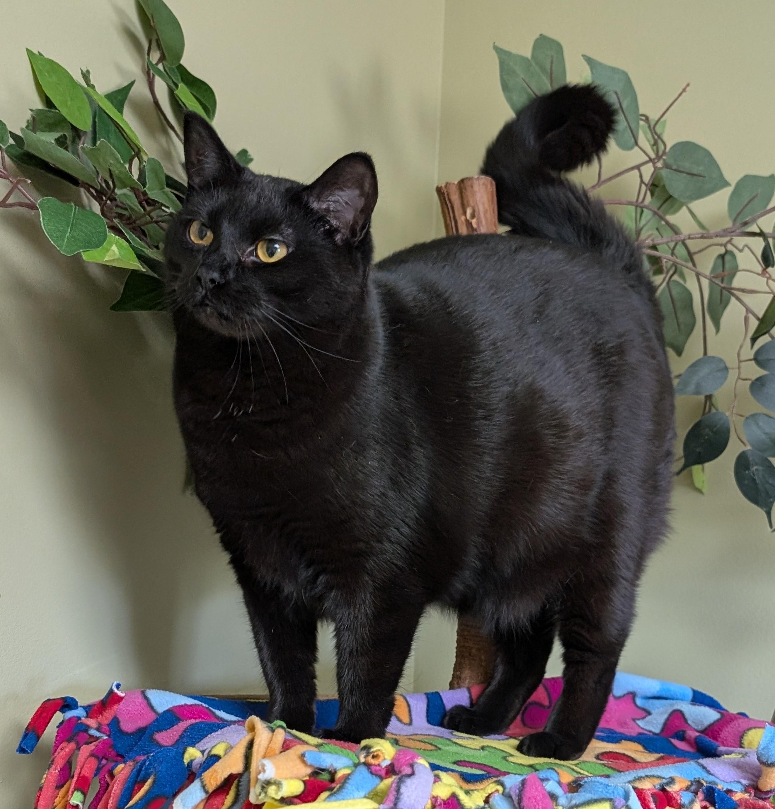 Enlarge Mary, a Adoptable Domestic Short Hair in Hastings, NE image 3/4